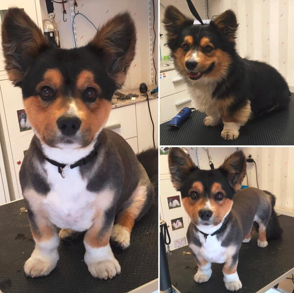 Cayenne - Corgi, före och efter klippning Cayenne - Corgi, före och efter klippning