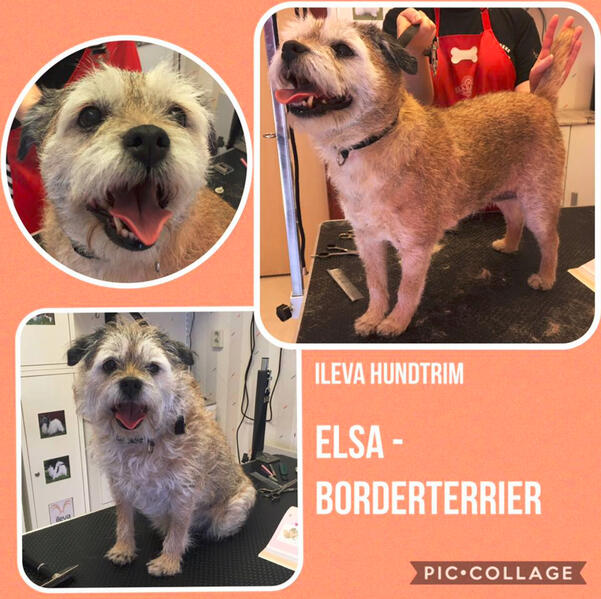Elsa - Borderterrier före och efter ryckning Elsa - Borderterrier före och efter ryckning
