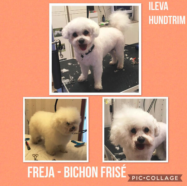 Freja - Bichon Frisé, före och efter klippning