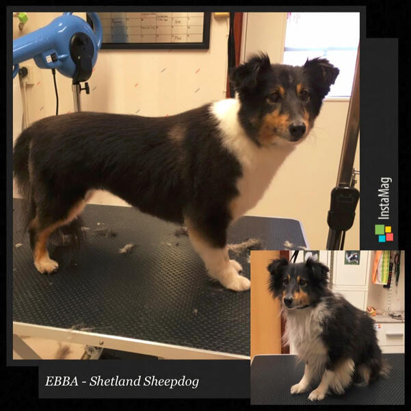 Ebba - Shetland Sheepdog