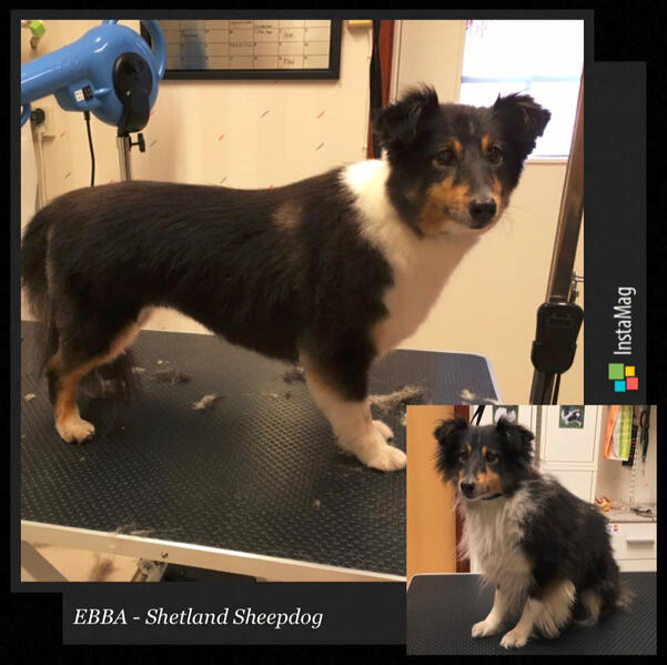 Ebba - Shetland Sheepdog Ebba - Shetland Sheepdog
